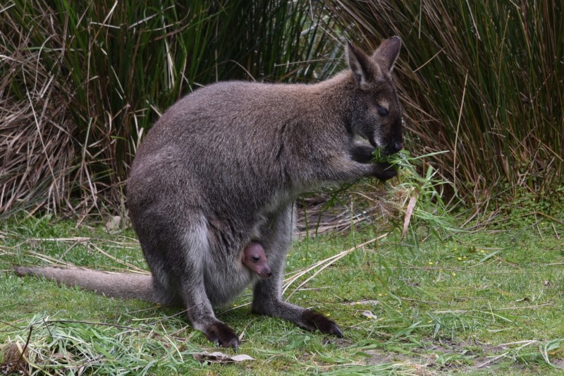 - 77 - A co dostanu k jídlu já.jpg